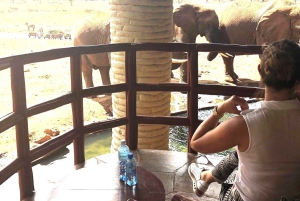 Nairobi or Mombasa: 2-Day Salt Lick Safari Lodge Tour