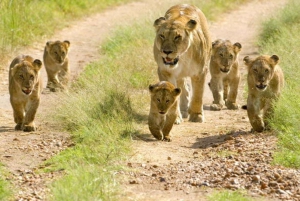 Nairobi or Mombasa: 2-Day Salt Lick Safari Lodge Tour