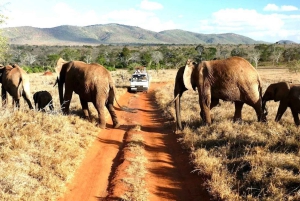 Nairobi or Mombasa: 2-Day Salt Lick Safari Lodge Tour
