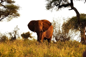 Nairobi or Mombasa: 2-Day Salt Lick Safari Lodge Tour