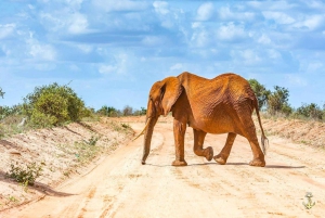 Nairobi or Mombasa: 2-Day Salt Lick Safari Lodge Tour