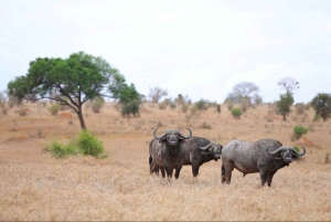 Nairobi or Mombasa: 2-Day Salt Lick Safari Lodge Tour