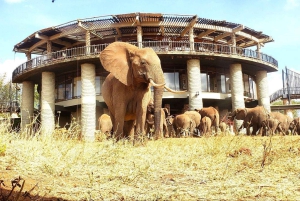 Nairobi or Mombasa: 2-Day Salt Lick Safari Lodge Tour