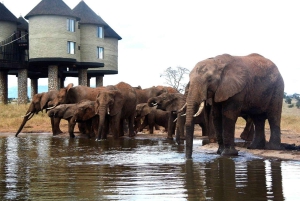 Nairobi or Mombasa: 2-Day Salt Lick Safari Lodge Tour