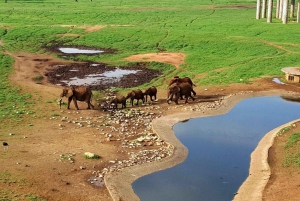Nairobi or Mombasa: 2-Day Salt Lick Safari Lodge Tour