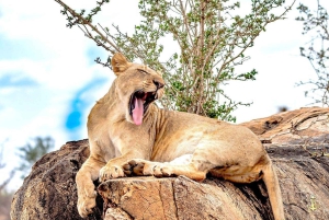 Nairobi or Mombasa: 2-Day Salt Lick Safari Lodge Tour