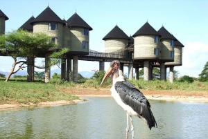 Nairobi or Mombasa: 2-Day Salt Lick Safari Lodge Tour