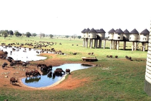 Nairobi or Mombasa: 2-Day Salt Lick Safari Lodge Tour