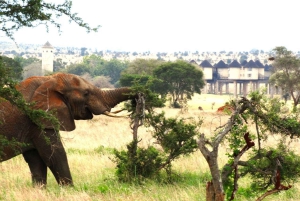 Nairobi or Mombasa: 2-Day Salt Lick Safari Lodge Tour