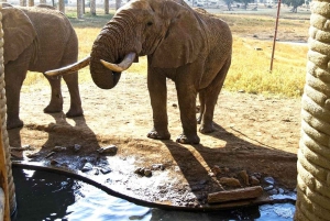 Nairobi or Mombasa: 2-Day Salt Lick Safari Lodge Tour