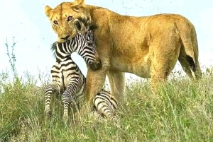 Nairobi or Mombasa: 2-Day Salt Lick Safari Lodge Tour