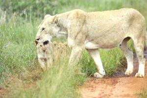 Nairobi or Mombasa: 2-Day Salt Lick Safari Lodge Tour