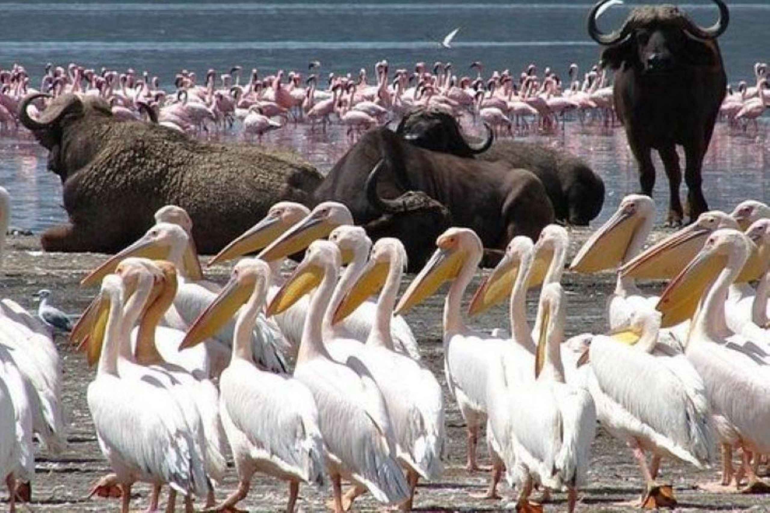 Nationaal Park Lake Nakuru: dagtour vanuit Nairobi