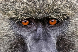 Nationaal Park Lake Nakuru: dagtour vanuit Nairobi