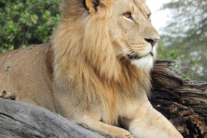 Nationaal Park Lake Nakuru: dagtour vanuit Nairobi