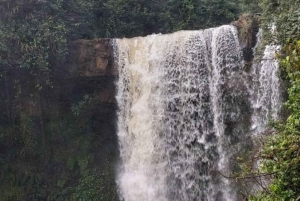 Nairobi : visite d'une plantation de thé pourpre et dégustation