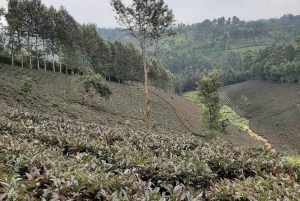 Nairobi : visite d'une plantation de thé pourpre et dégustation