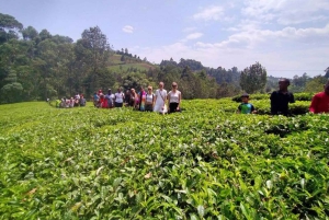 Nairobi : visite d'une plantation de thé pourpre et dégustation