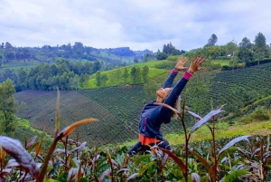 Nairobi : visite d'une plantation de thé pourpre et dégustation