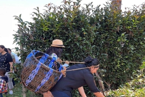 Nairobi : visite d'une plantation de thé pourpre et dégustation