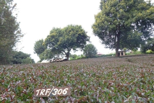 Nairobi : visite d'une plantation de thé pourpre et dégustation