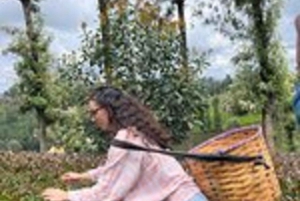 Nairobi : visite d'une plantation de thé pourpre et dégustation