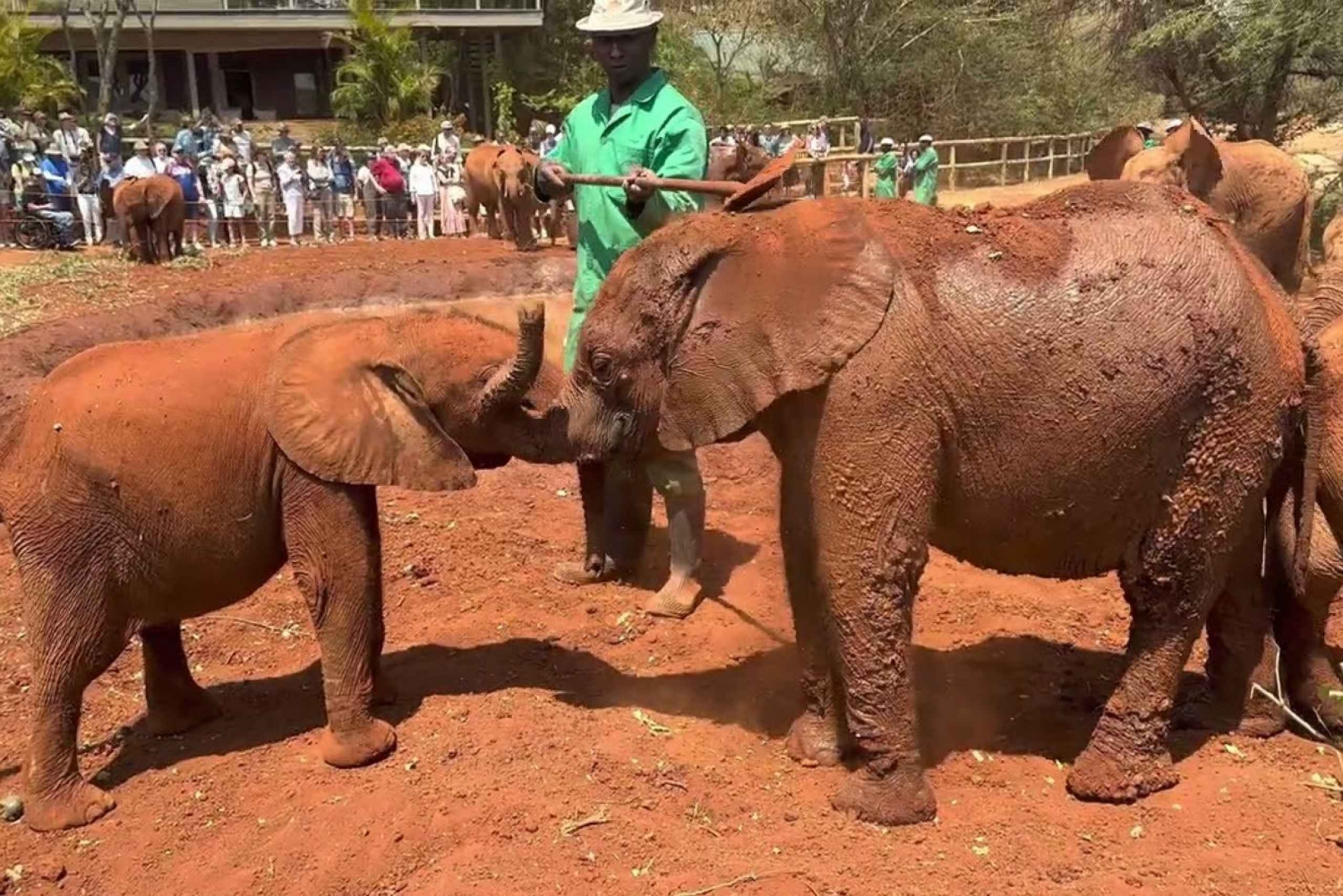 Nairobi : Orphelinat d'éléphants et centre de girafes Sheldrick
