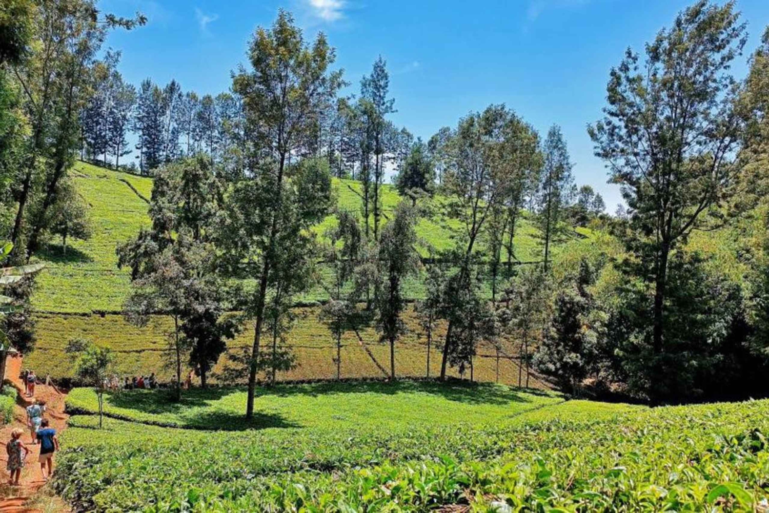 Halvdagsutflukt til Nairobi nasjonalpark med henting på hotellet