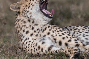 * Nairobi: Transfer zur Maasai Mara - Sekenani Gate. AW