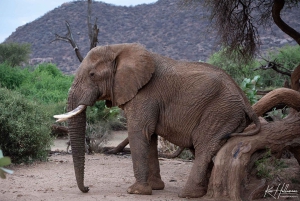 * Nairobi: Transfer zur Maasai Mara - Sekenani Gate. AW