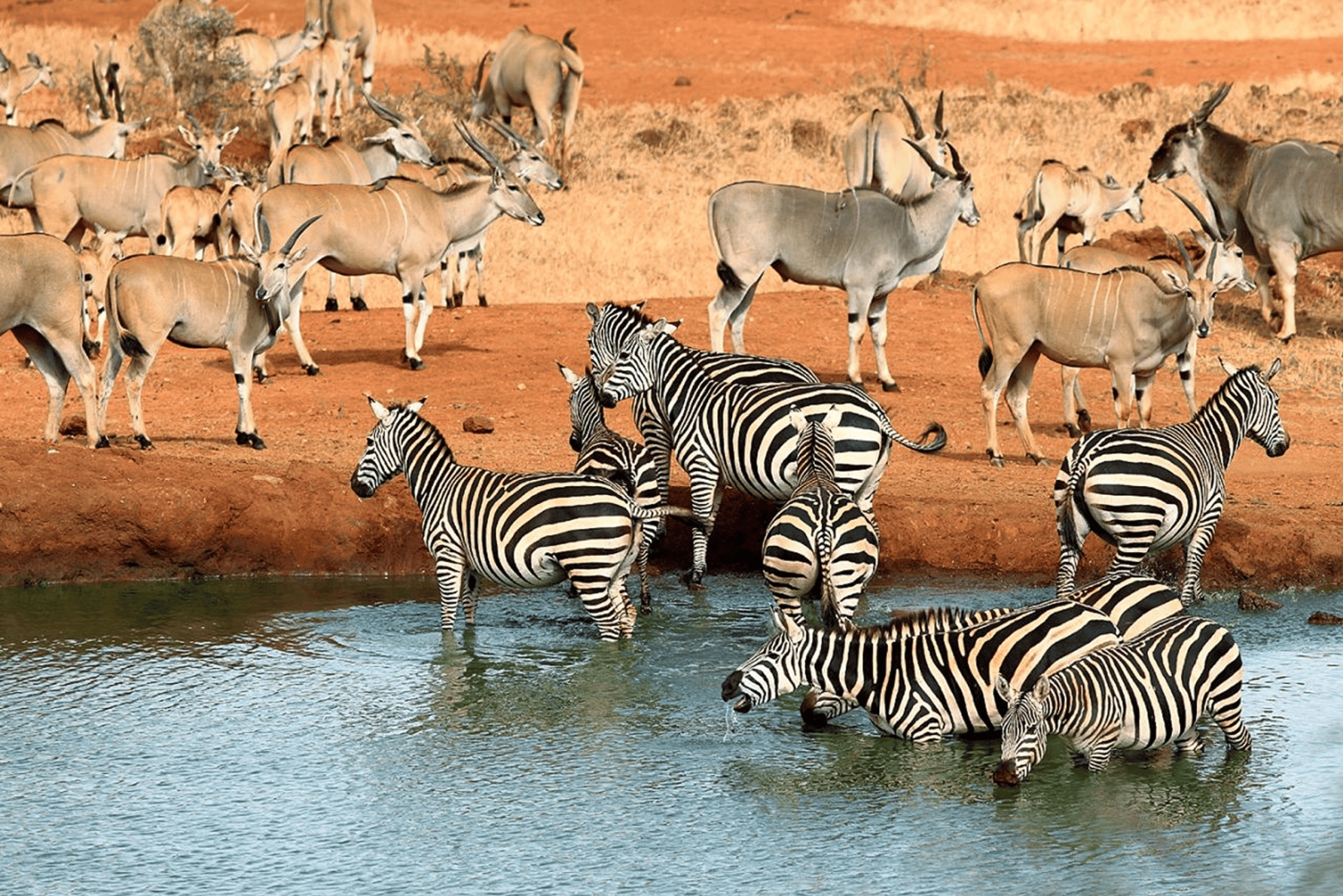 Nairobi: Tsavo East, Tsavo West und Diani Beach Safari