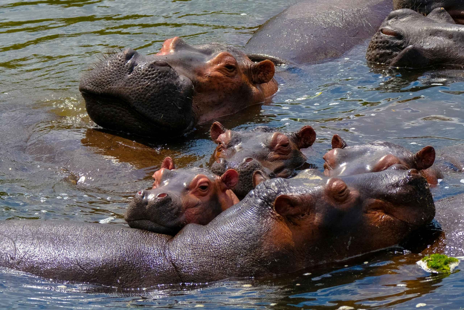 Naivasha: Båttur og guidet tur til Crescent Island