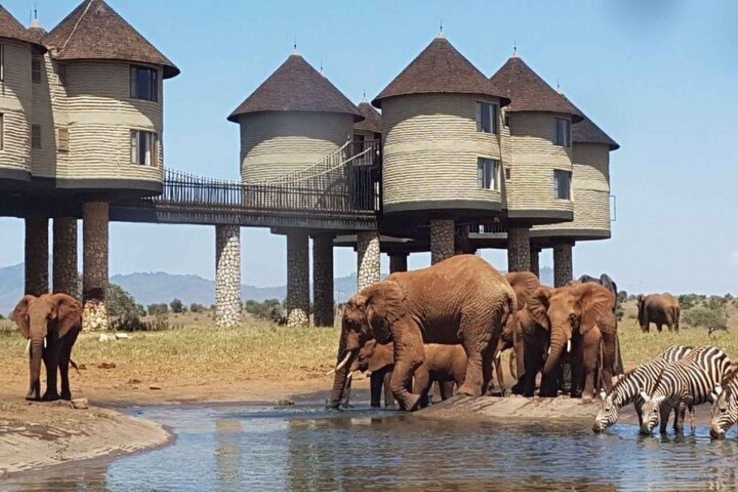 Saltlick Overnight Safari fra Mombasa/Diani