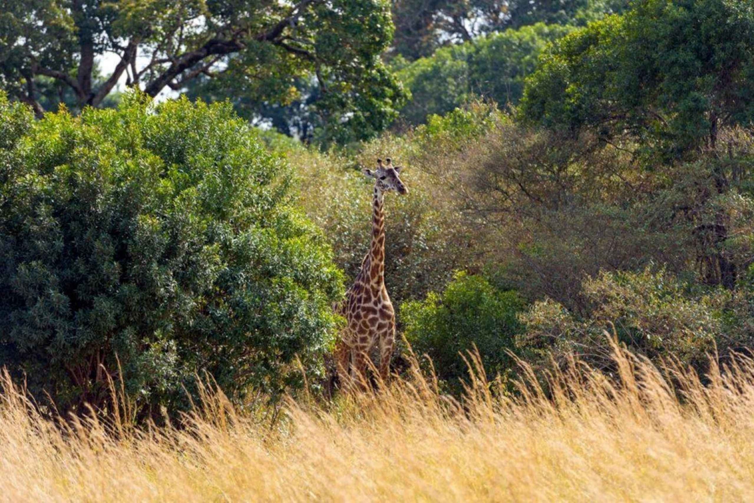 Safari met overnachting naar Aberdare Nationaal Park vanuit Nairobi
