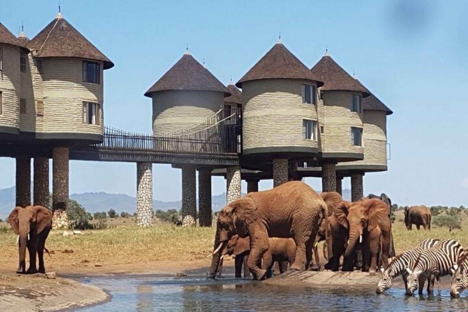 Safari med overnatning til Saltlick Safari Lodge fra Mombasa/Diani