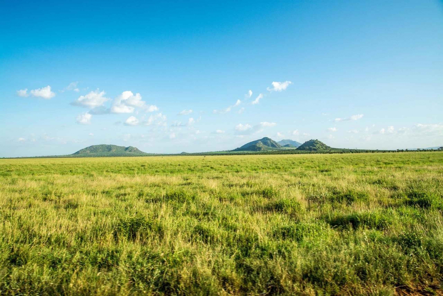 Ночное сафари в Восточный Цаво из Момбасы.