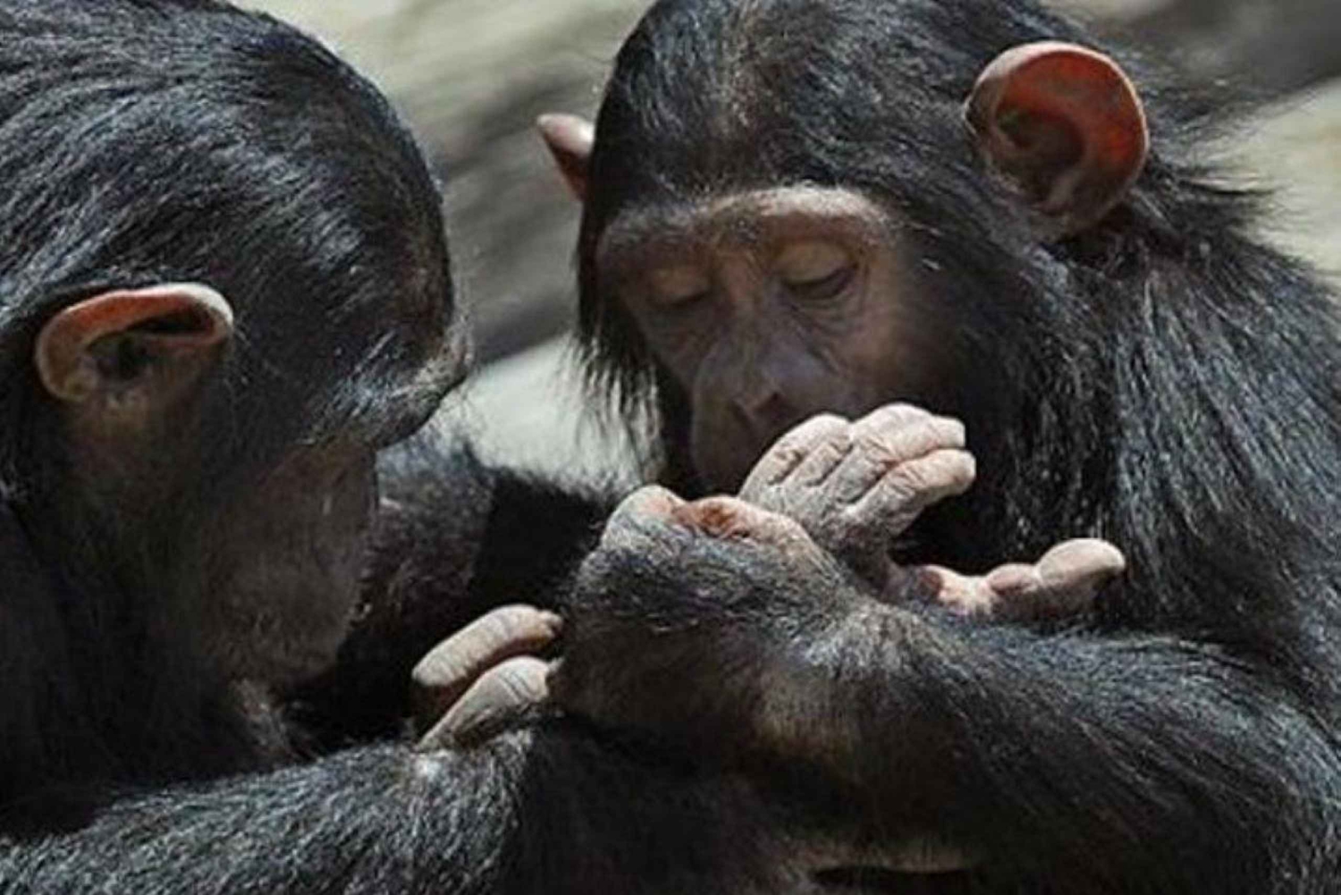 Tour notturno al Monte Kenya e all'Olpejeta Conservancy