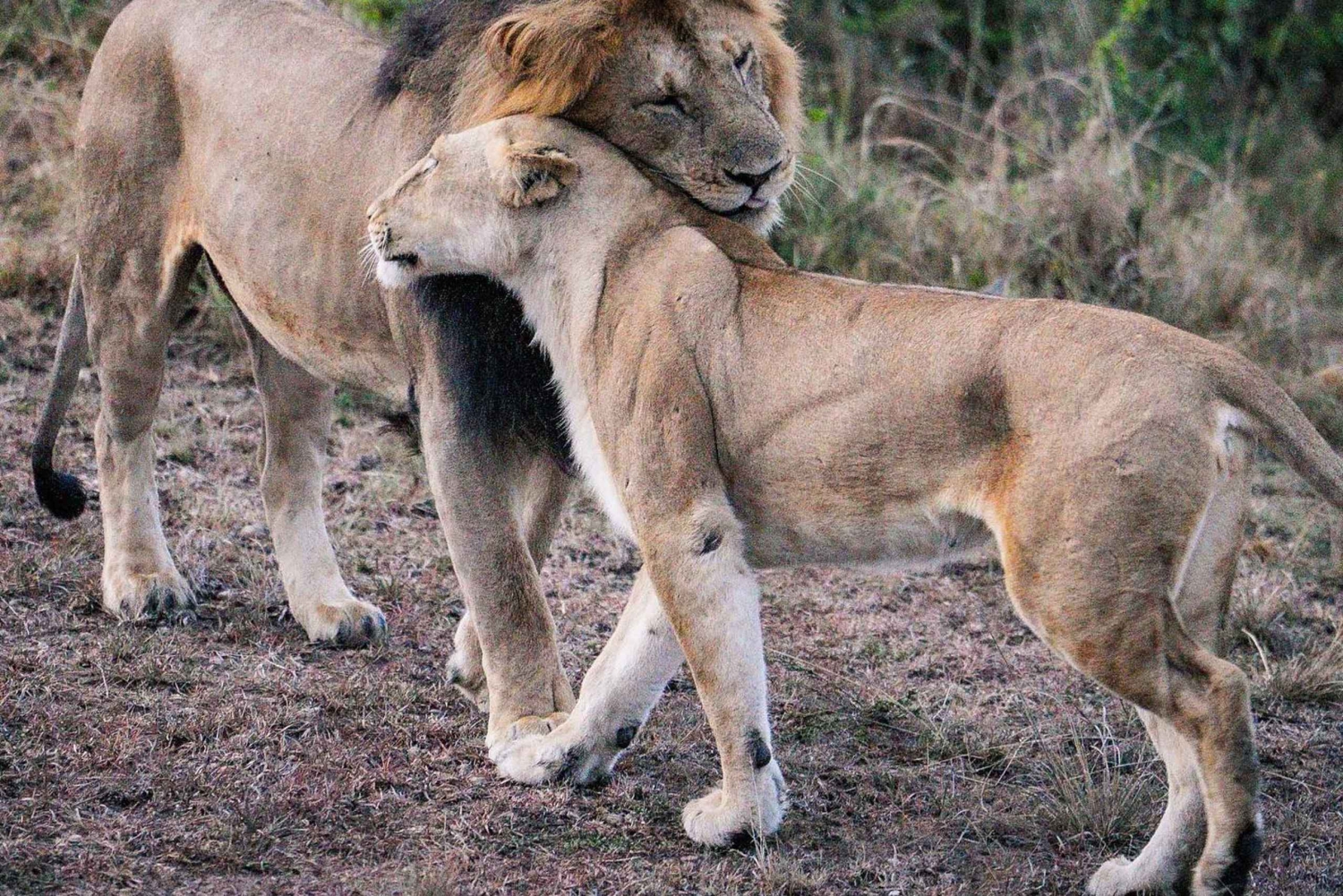 3 päivää Samburun kansallispuisto: kulttuuriin ja villieläimiin uppoutuminen