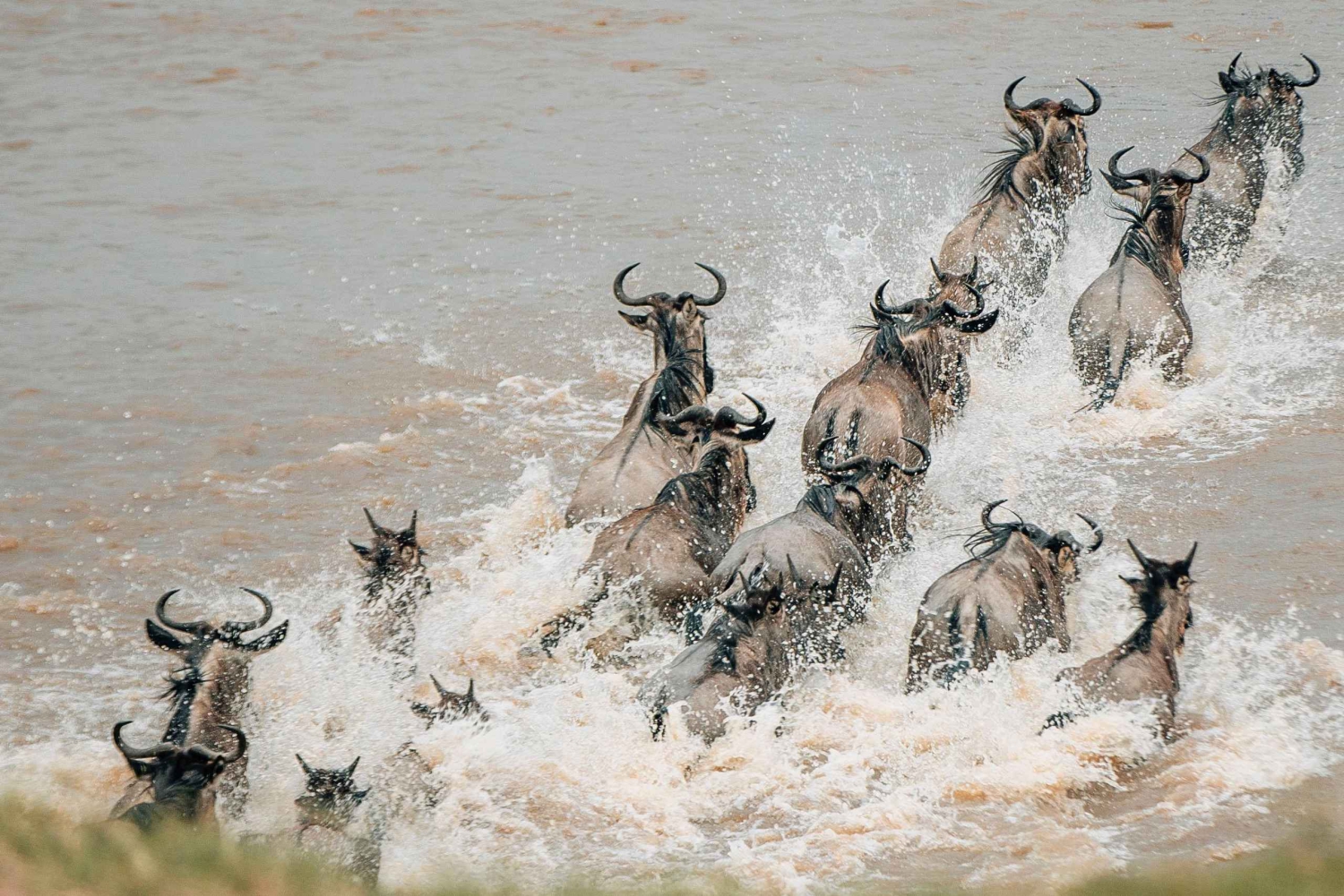 Serengeti: 8 päivän suuri gnuiden vaellus safari