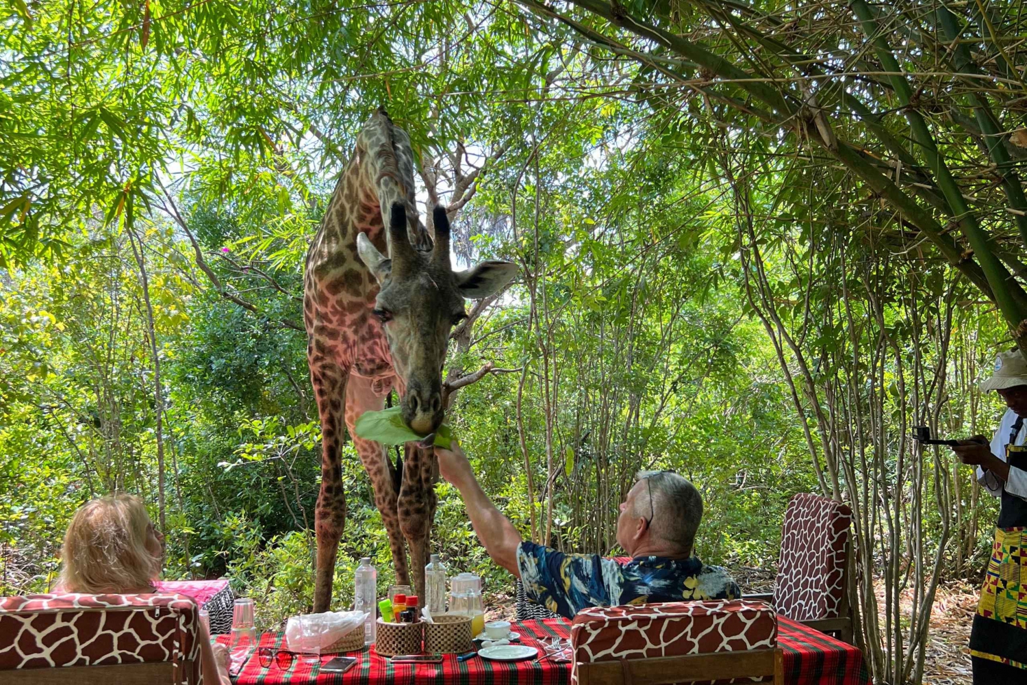 DIANI: CONDIVIDI UN PASTO CON LE GIRAFFE