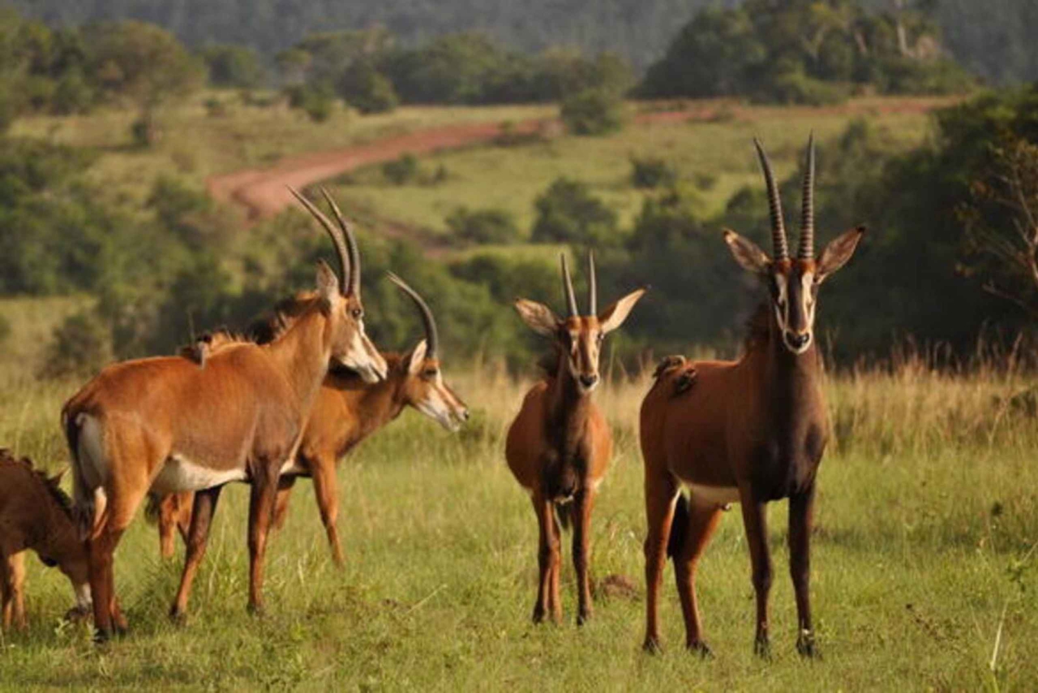 Excursion à la réserve de Shimba Hills : au départ de Mombasa et Diani