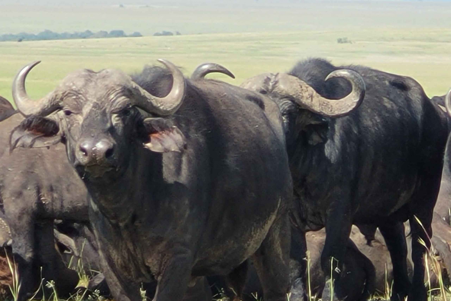 Shimba Hills tropiska regnskog dagsutflykt