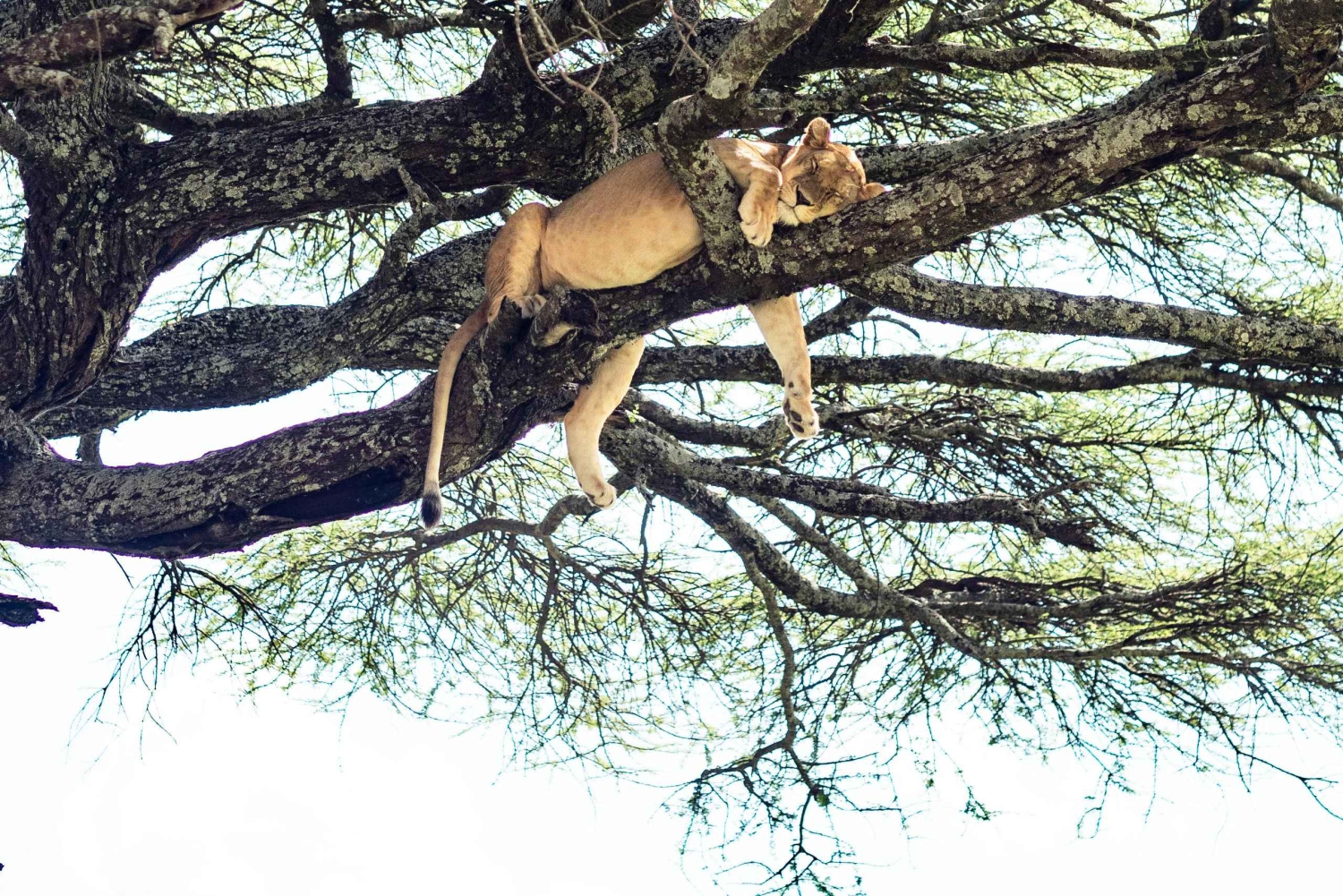 Tarangire: Tarangire National Park Day Safari with Wildlife