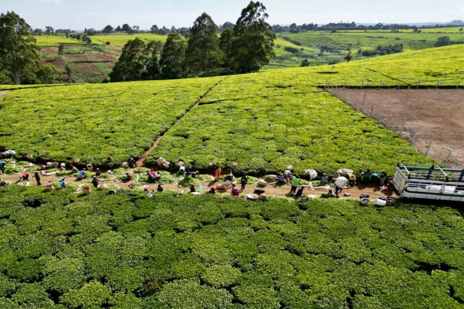 Excursión a una granja de té desde Nairobi (Kiambethu).