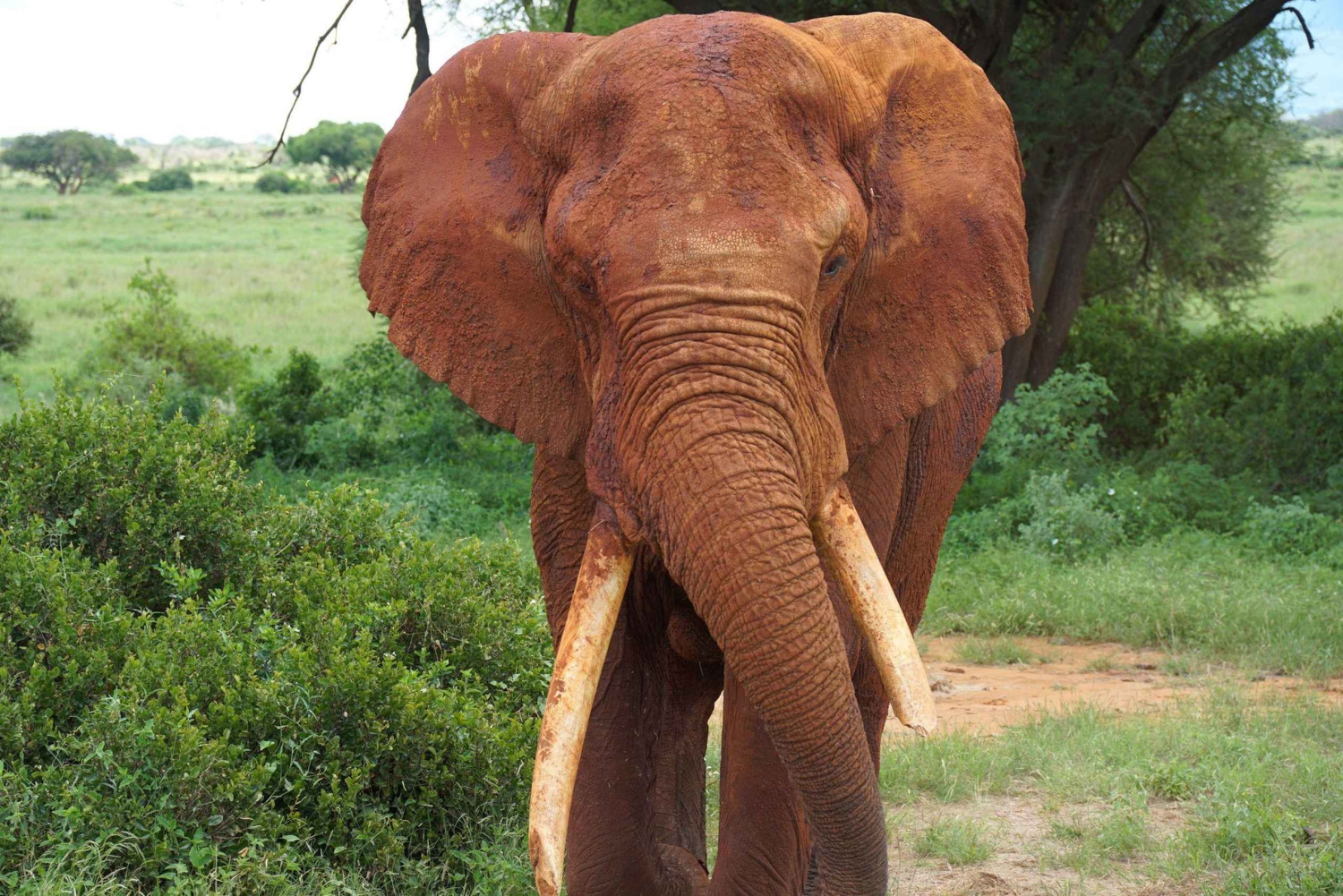 Tsavo East 2-Day Safari with Night Game Drive