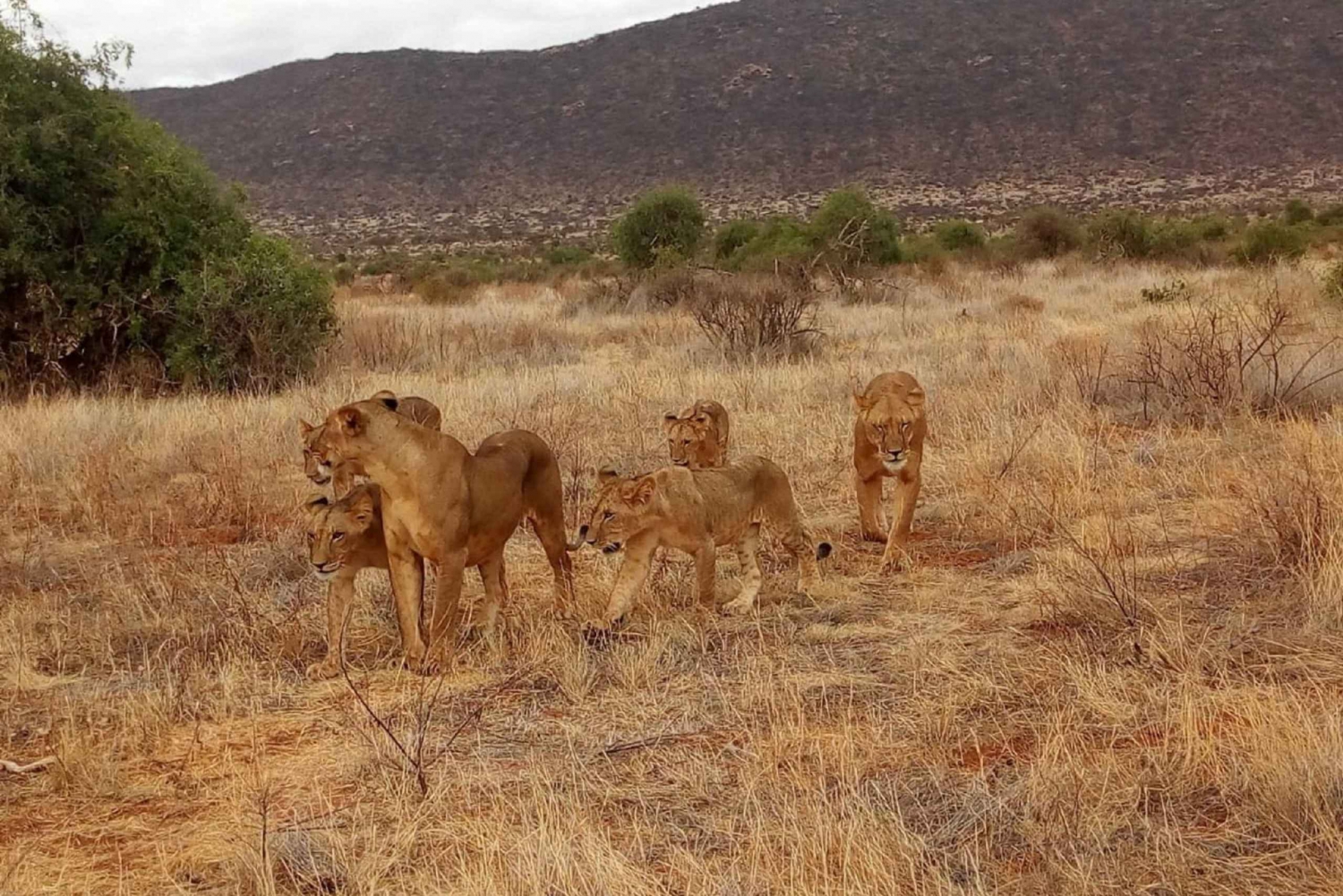 Vanuit Mombasa: Tsavo National Park Groepsreis van een hele dag