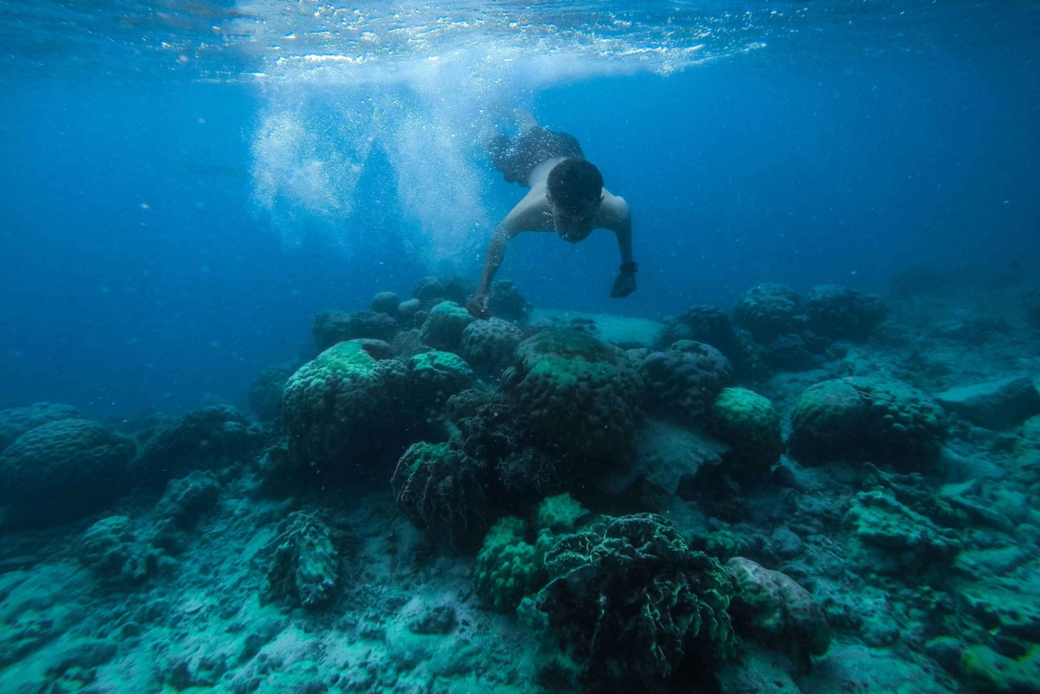 Watamu: Delfinobservation og snorkling på bådtur