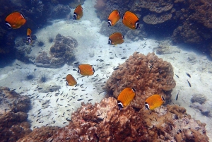 Mu Ko Ang Thong Park: Semi-private Sunset Cruise Tour