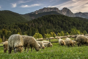 From Krakow: Zakopane and Thermal Springs with Hotel Pickup