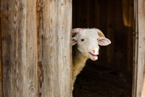 Krakow: Zakopane with Hot Springs, Cable-Car & Hotel Pickup